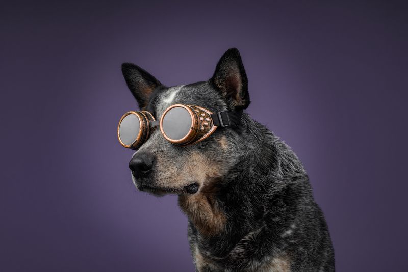 Австралийский хилер фото превью