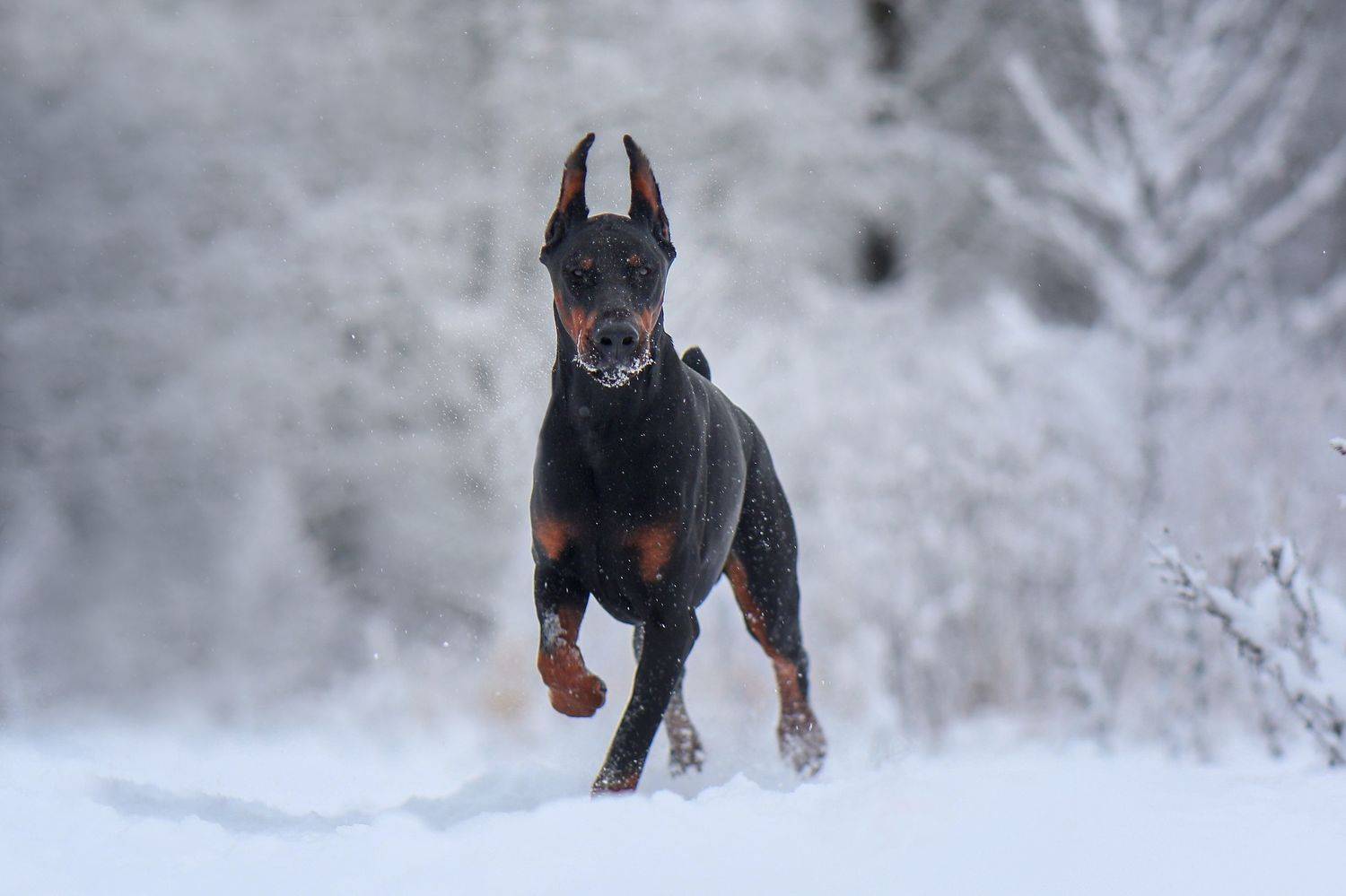 , Андрей Ершов