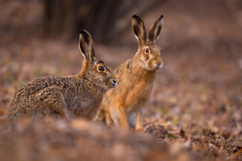 Hares фото превью