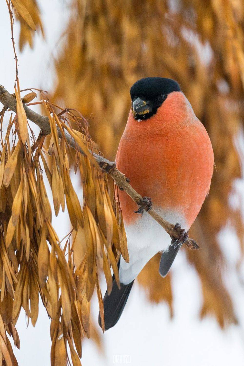 снегирь, птицы, зима,, Дмитрий Доронин