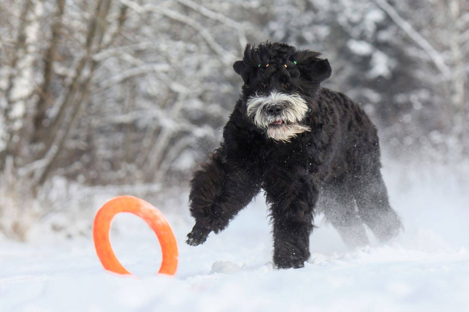 , Андрей Ершов