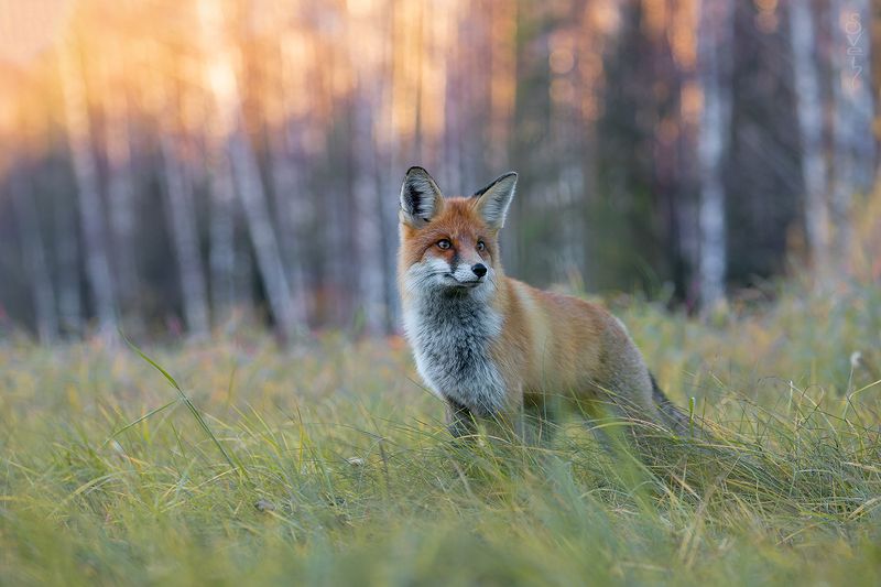лиса, закат \