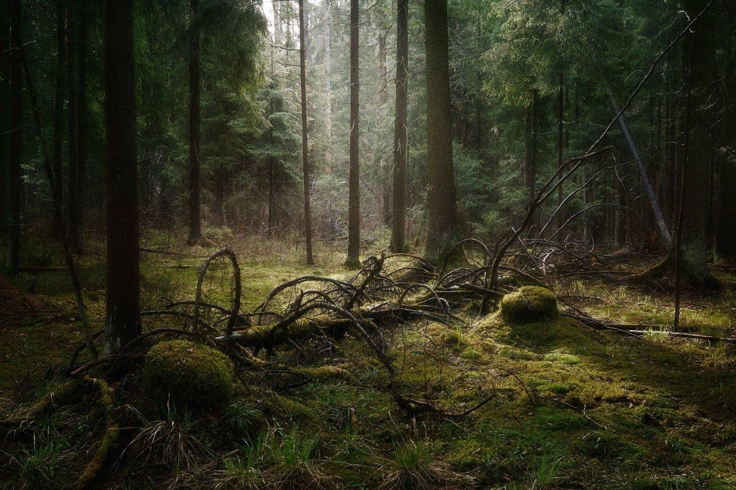 лес, весна, деревья, пейзаж, forest, woodland, spring, landscape, trees, Валерий Вождаев