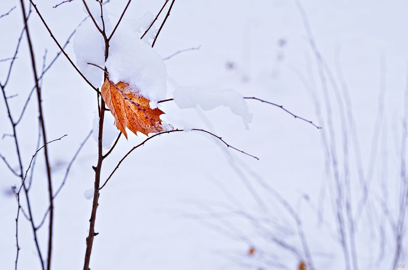 branch, branches, color, colors, color image, leaf, leaves, nature, outdoor, park, photograph, photography, scene, snow, white, winter, Winter фото превью