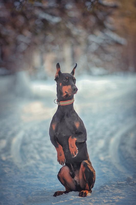 фото превью