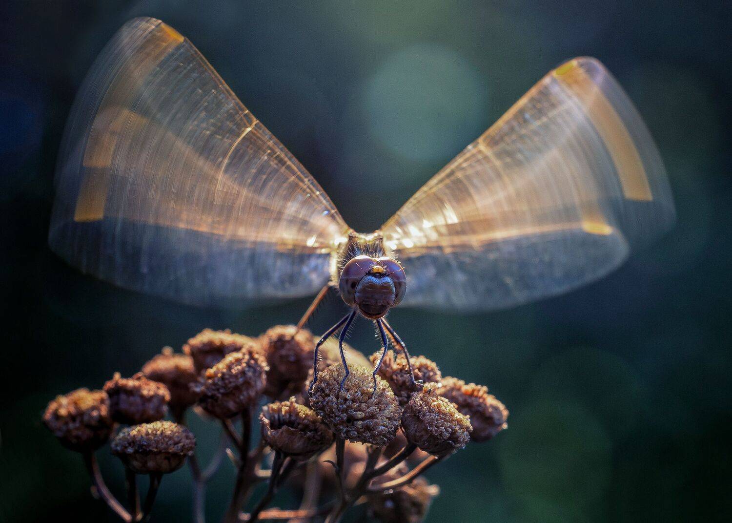 , Кузнецов Дмитрий