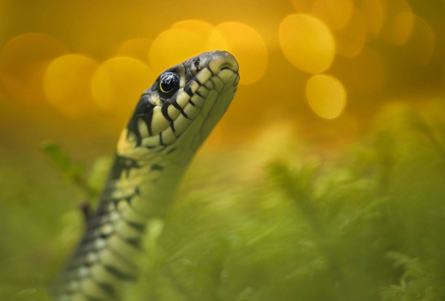 Wildlife, nature, animals, macro, snake, sony, Wojciech Sobiesiak