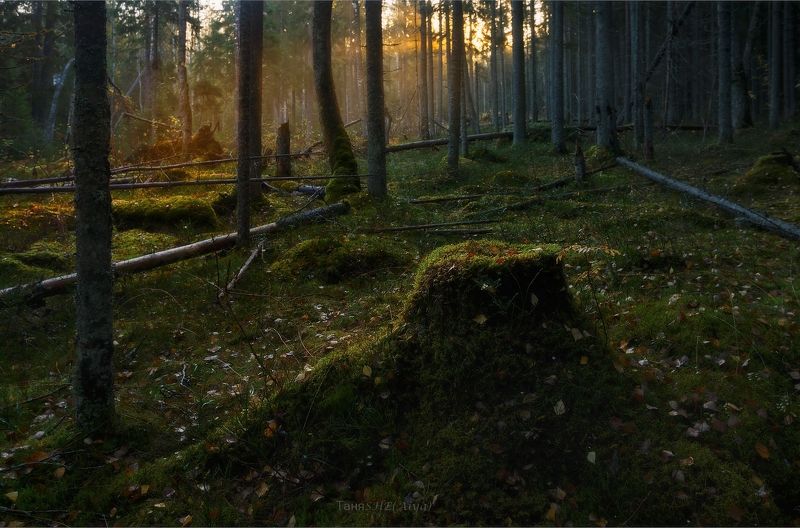 карельский, карельский,перешеек, карелия, пейзаж, ленобласть, туман, landscape, nature, природа, foggy, forest, рассвет, болото, ленинградская область Карельский фото превью