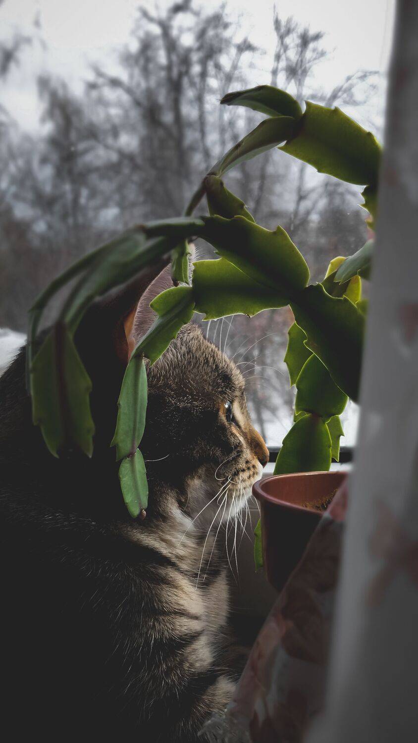 , Olga Smirnova
