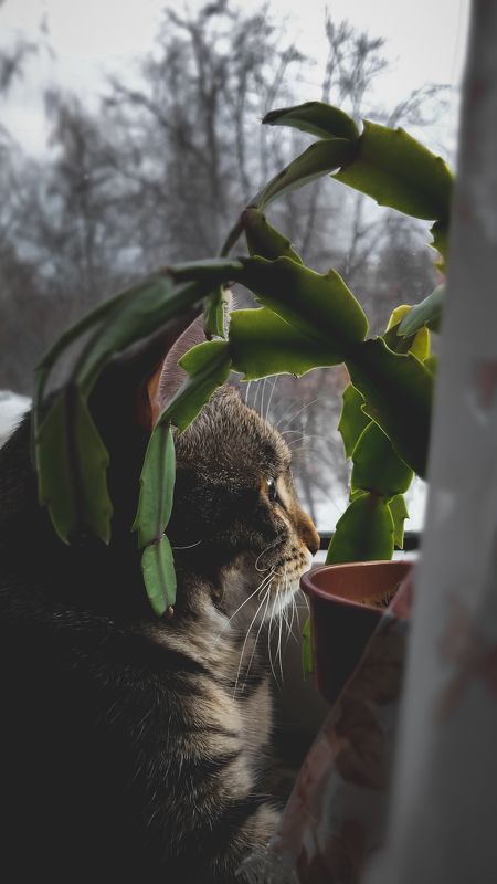 фото превью