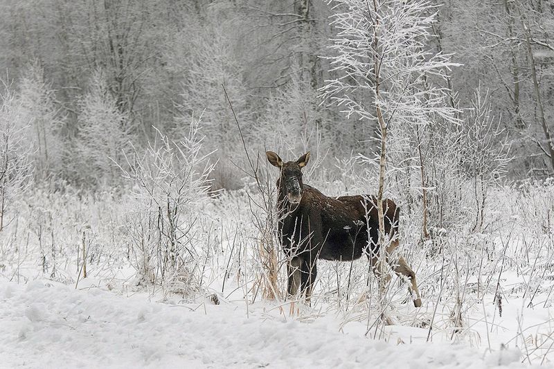 лосиха, лес, иней, снег Зимний лес фото превью