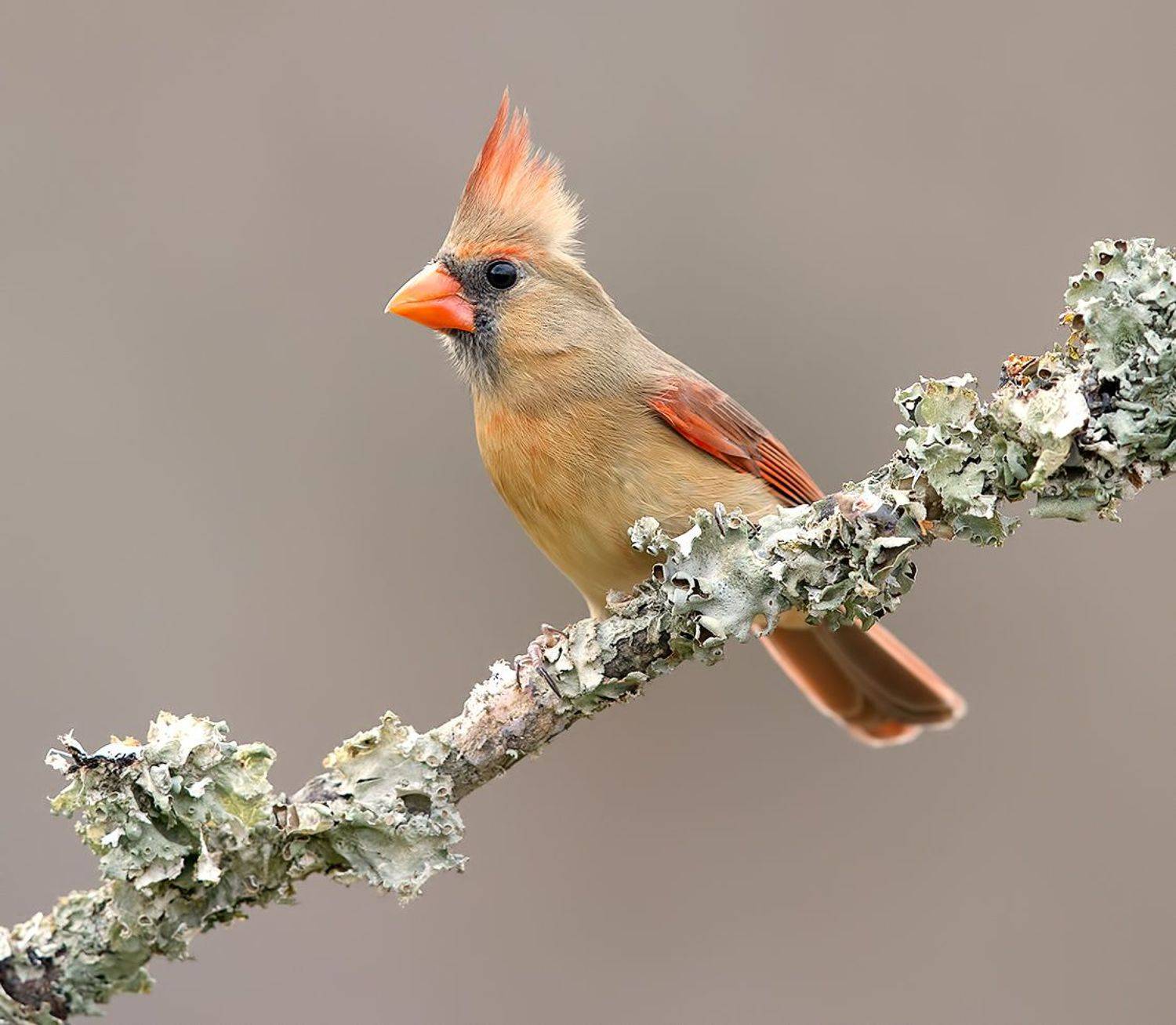 красный кардинал, northern cardinal, cardinal,кардинал, зима, Etkind Elizabeth