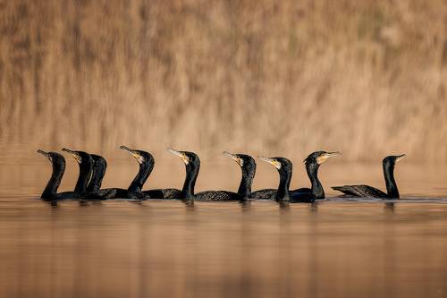 Great cormorant
