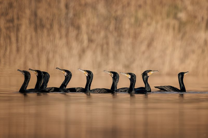 birds, cormorant, wildlife, lake Great cormorant фото превью