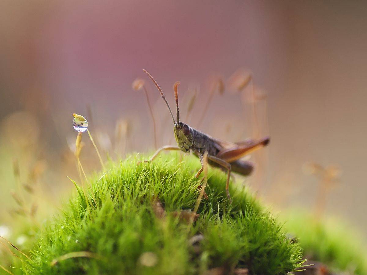 , Герчев Николай