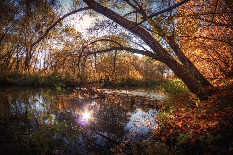 Золотая осень в Дубровицком лесу. Река Пахра фото превью