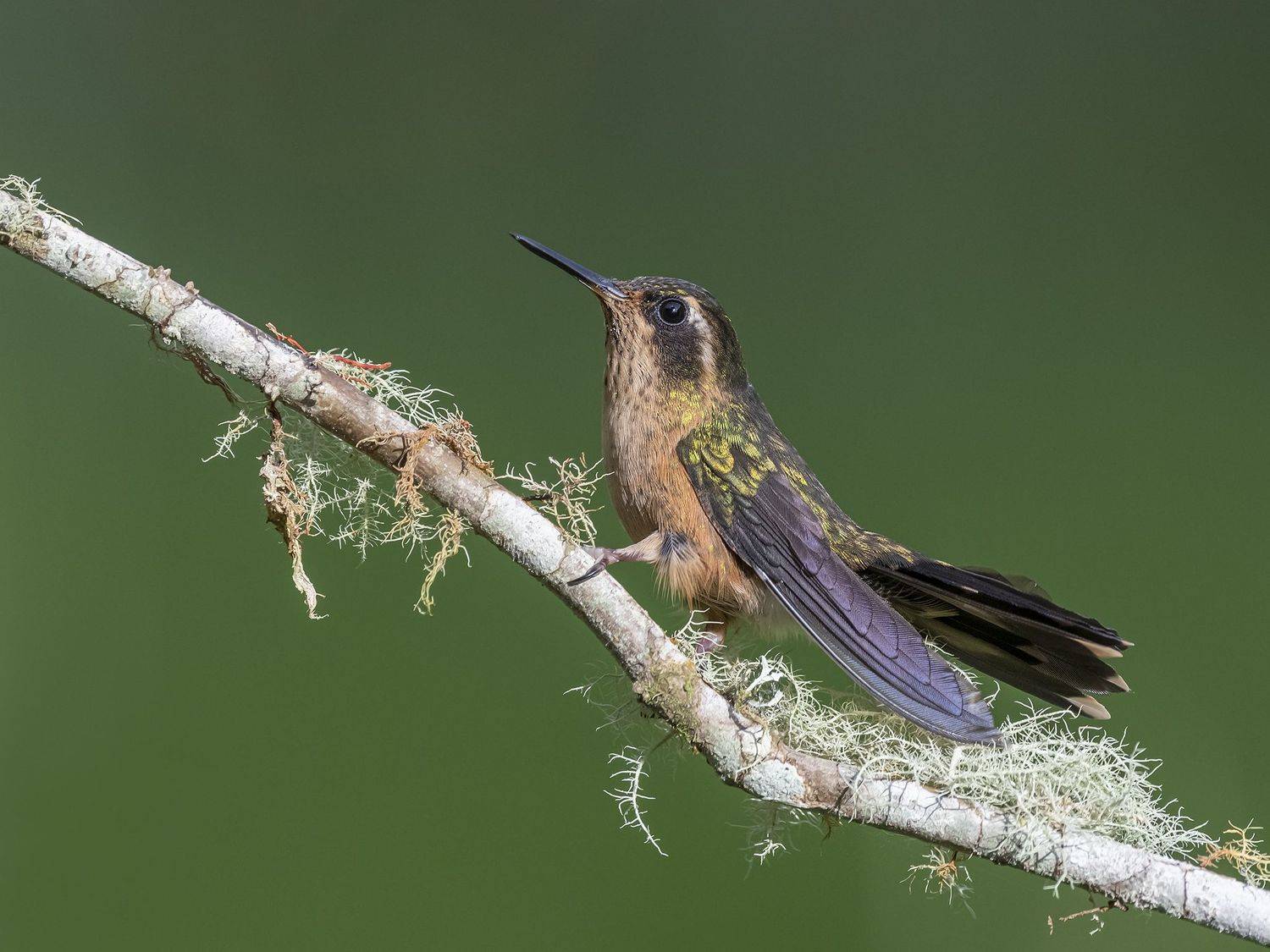 , Burgalin Sequeira Fernando