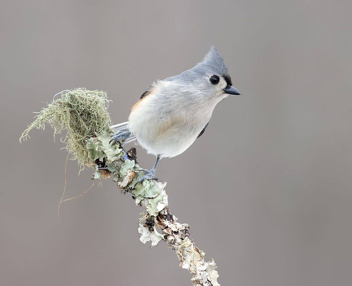 tufted titmouse, острохохлая синица,  синица,  titmouse,  зима, Etkind Elizabeth