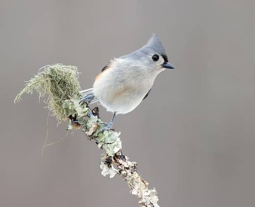 Tufted Titmouse -Острохохлая синица