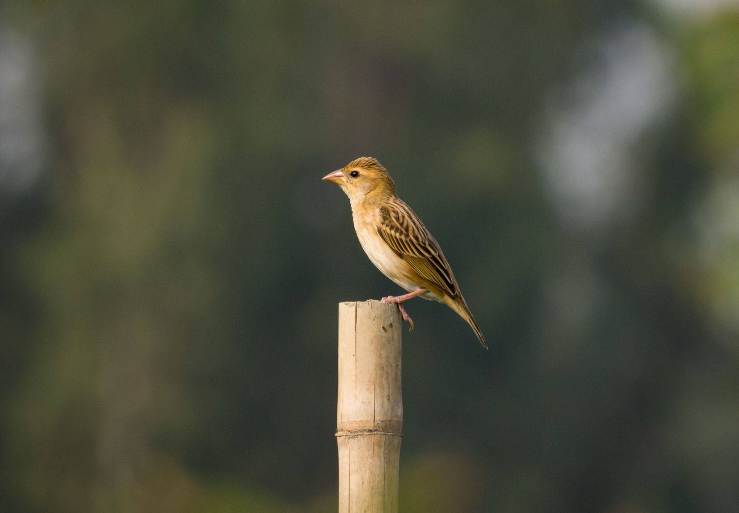 #bird #natgeo #photography #birdphotography #nature #beeeater #green #animal #wildlife #bayaweaver, Shadab Ishtiyak