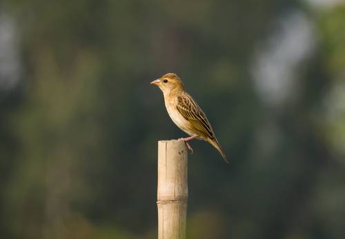 Baya weaver