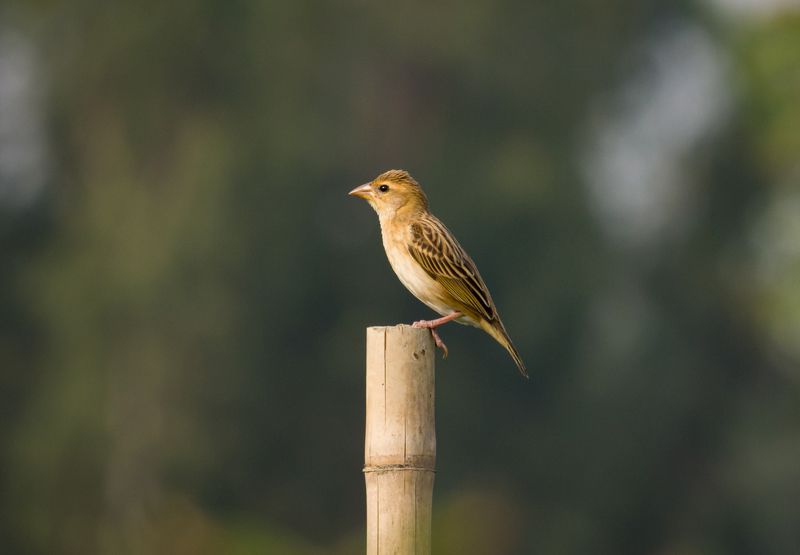 Baya weaver фото превью