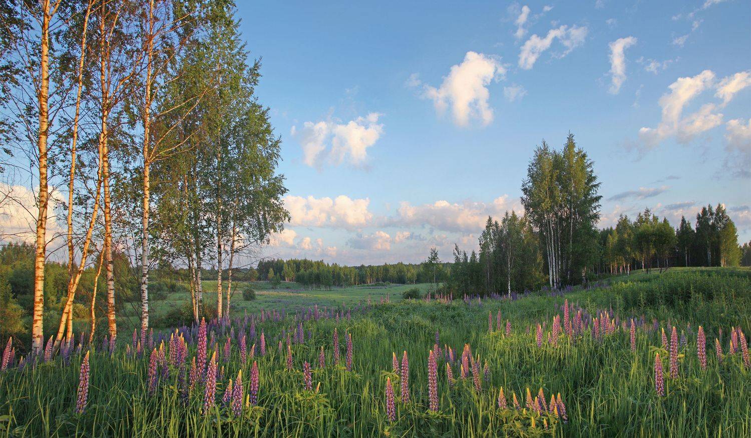 утро , лето , поле , лес, Александр Свистков