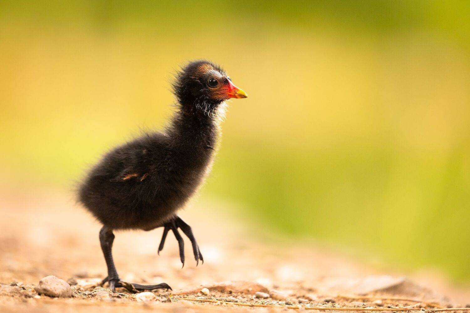 , Robert Adamec