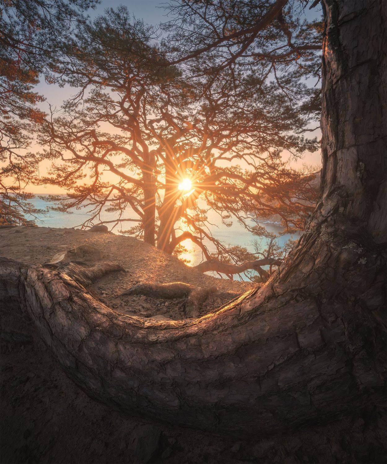 , Политова Анна