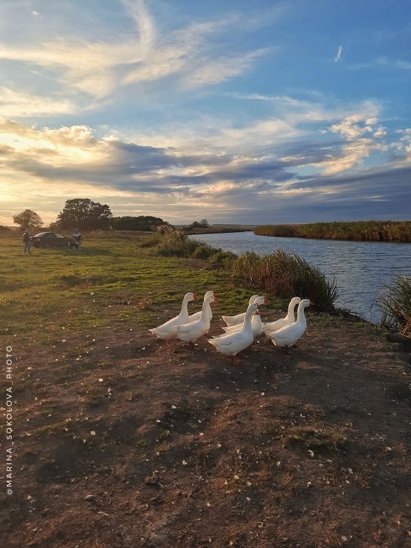 Про гусей. фото превью