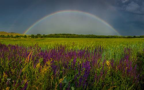 Радуга над цветущим лугом