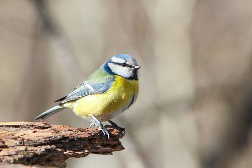Синяя синица (Cyanistes caeruleus).