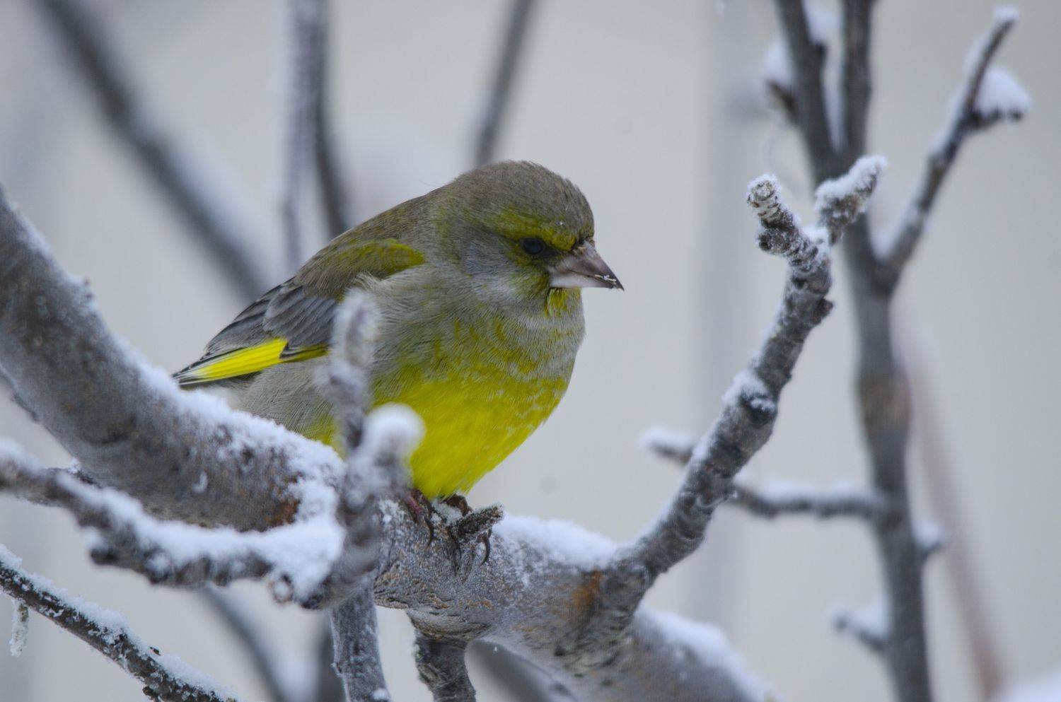 , Ольга Лукахина