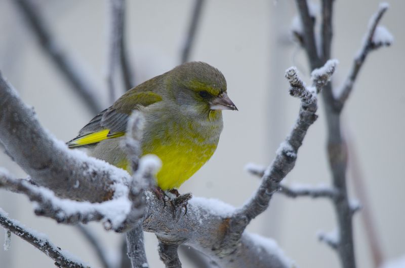 Зеленушк фото превью