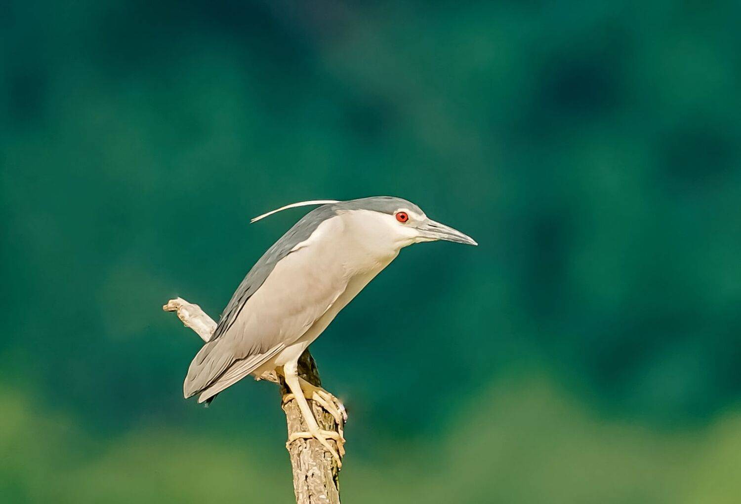 , Красимир Георгиев