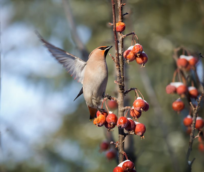 птицы. на зимних яблочках.. фото превью