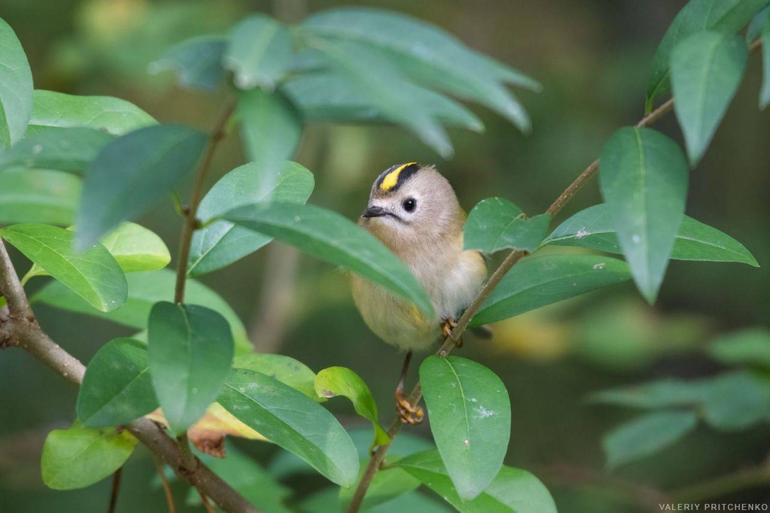 , Валерий Притченко