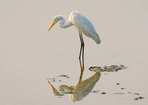 Great white egret