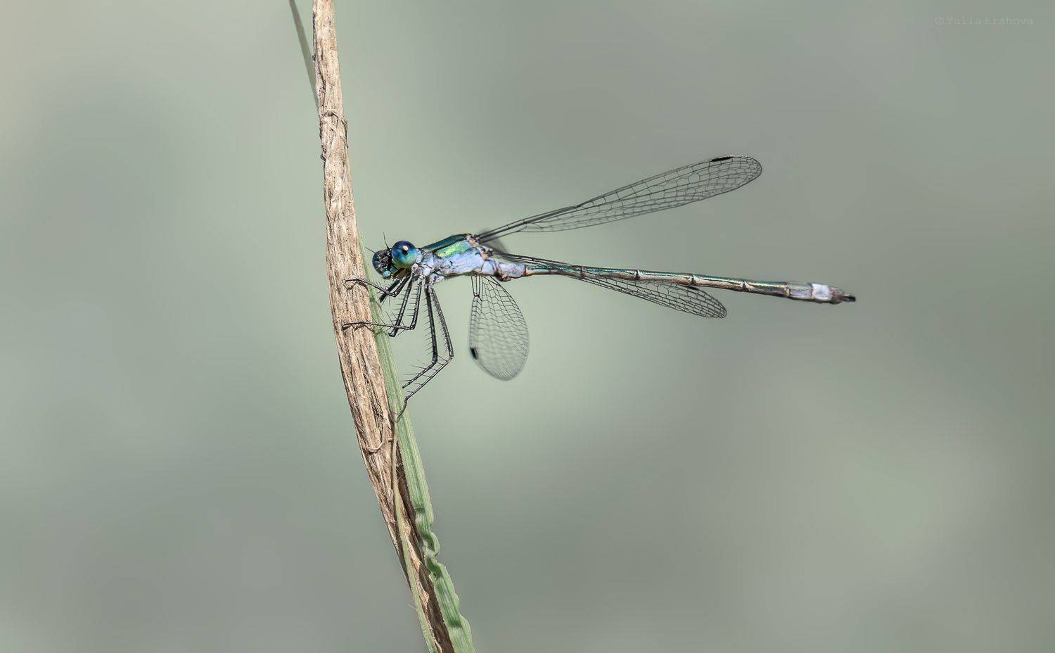 стрелка, стрекоза, макро, macro, Ершова Юлия