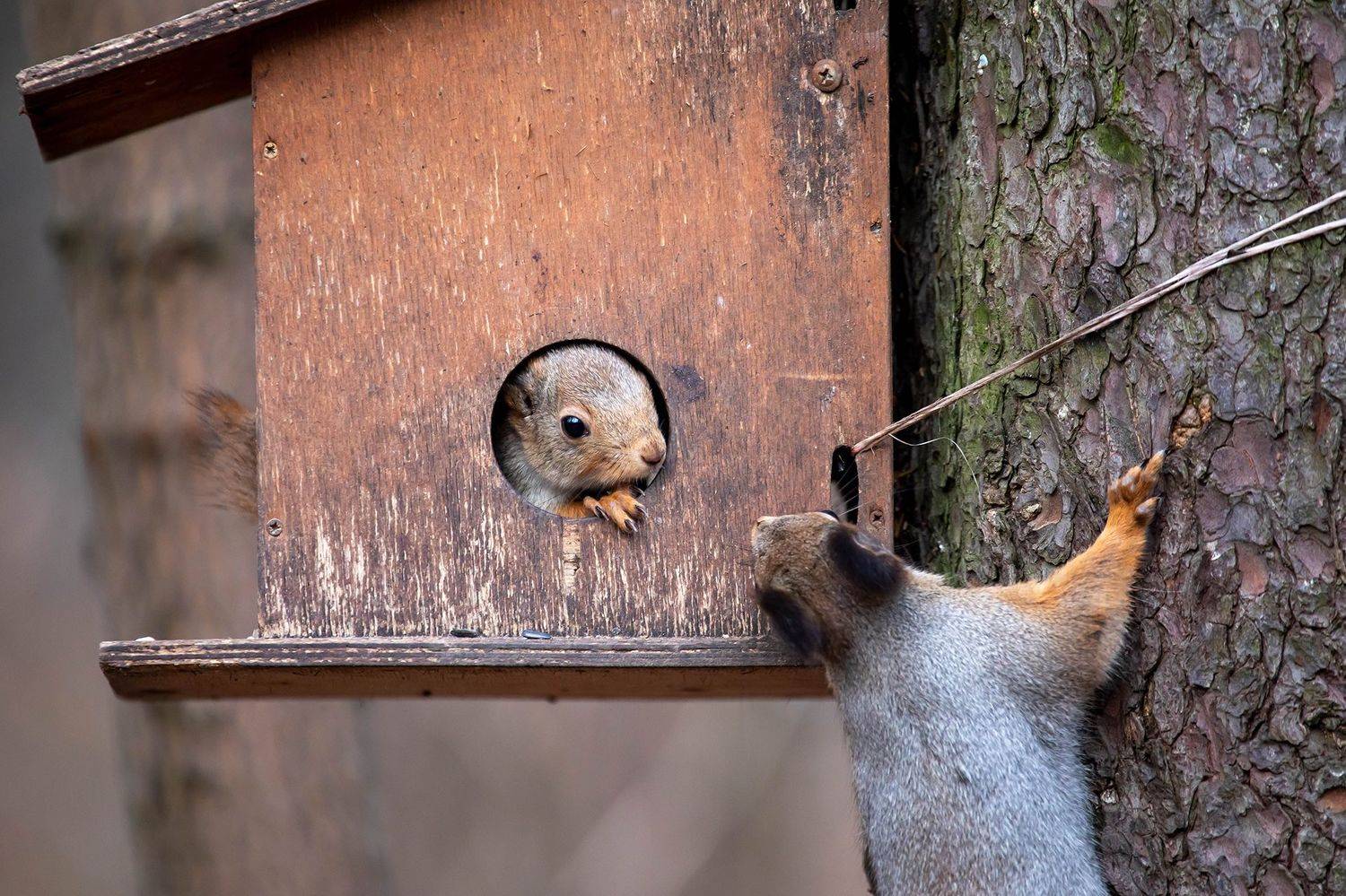 , Виктор Волынский