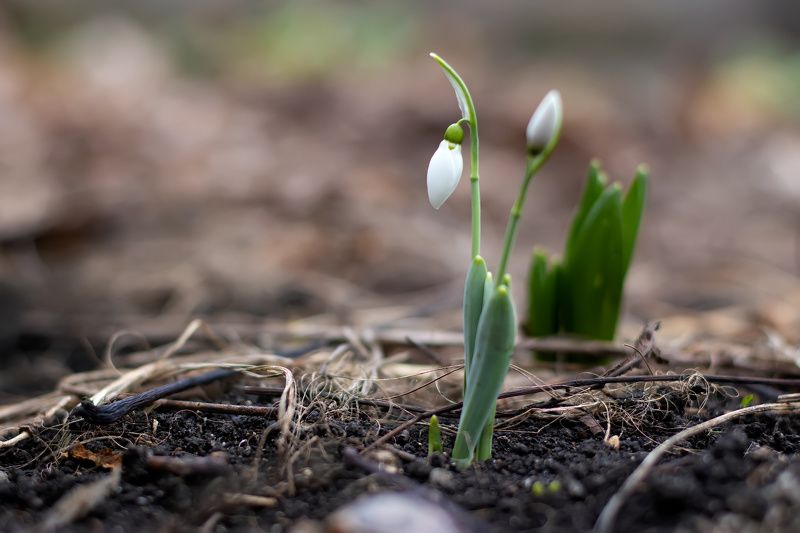 Snowdrop фото превью