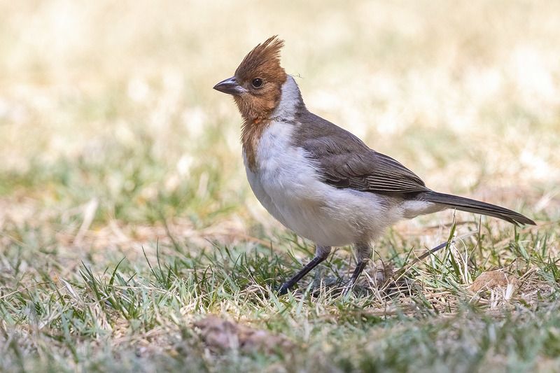 птицы, уругвай *** фото превью