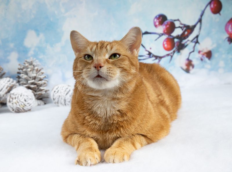 сat, кошка, животные, кошки,  новый год, рыжик, ginger,праздник Рыжик - Ginger фото превью