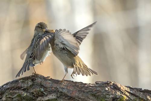 Белый танец
