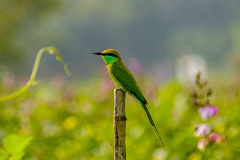 Asian Bee Eater фото превью