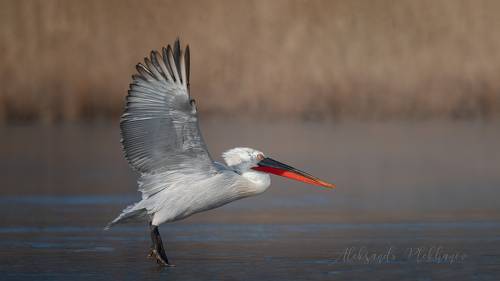 Dalmatian Pelican