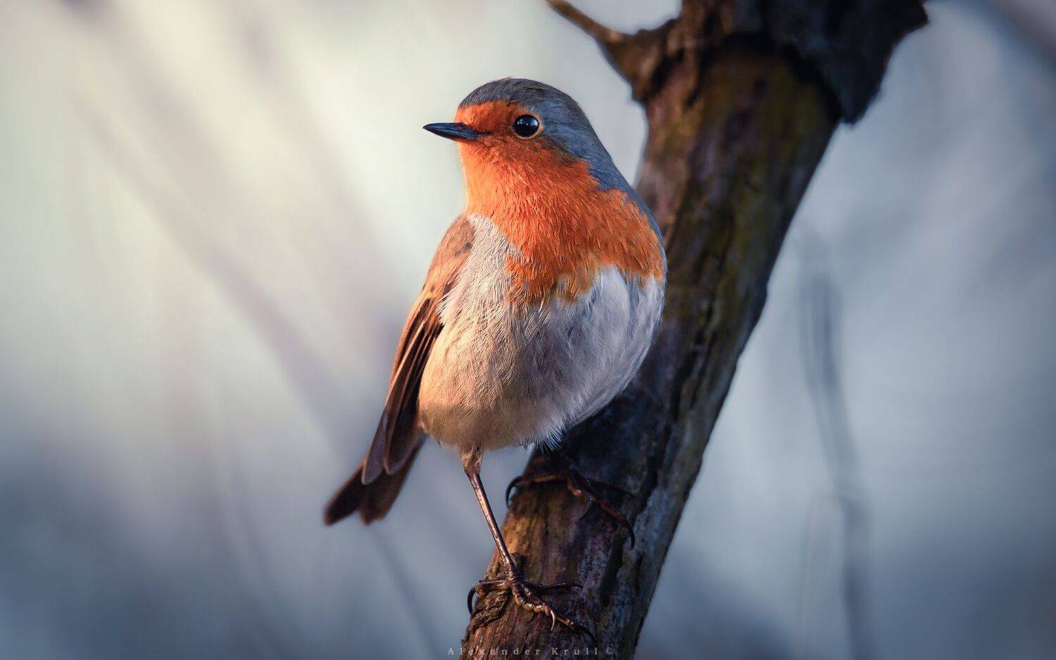 зарянка, малиновка, Круль Александр