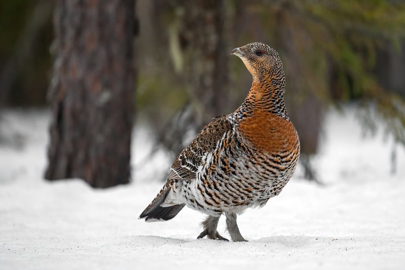 Глухарки. фото превью