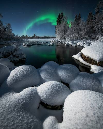 Полярная ромашка