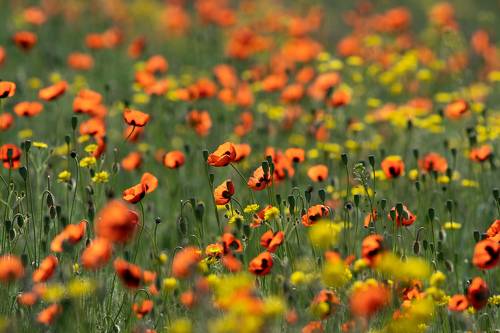 Field of poppies
